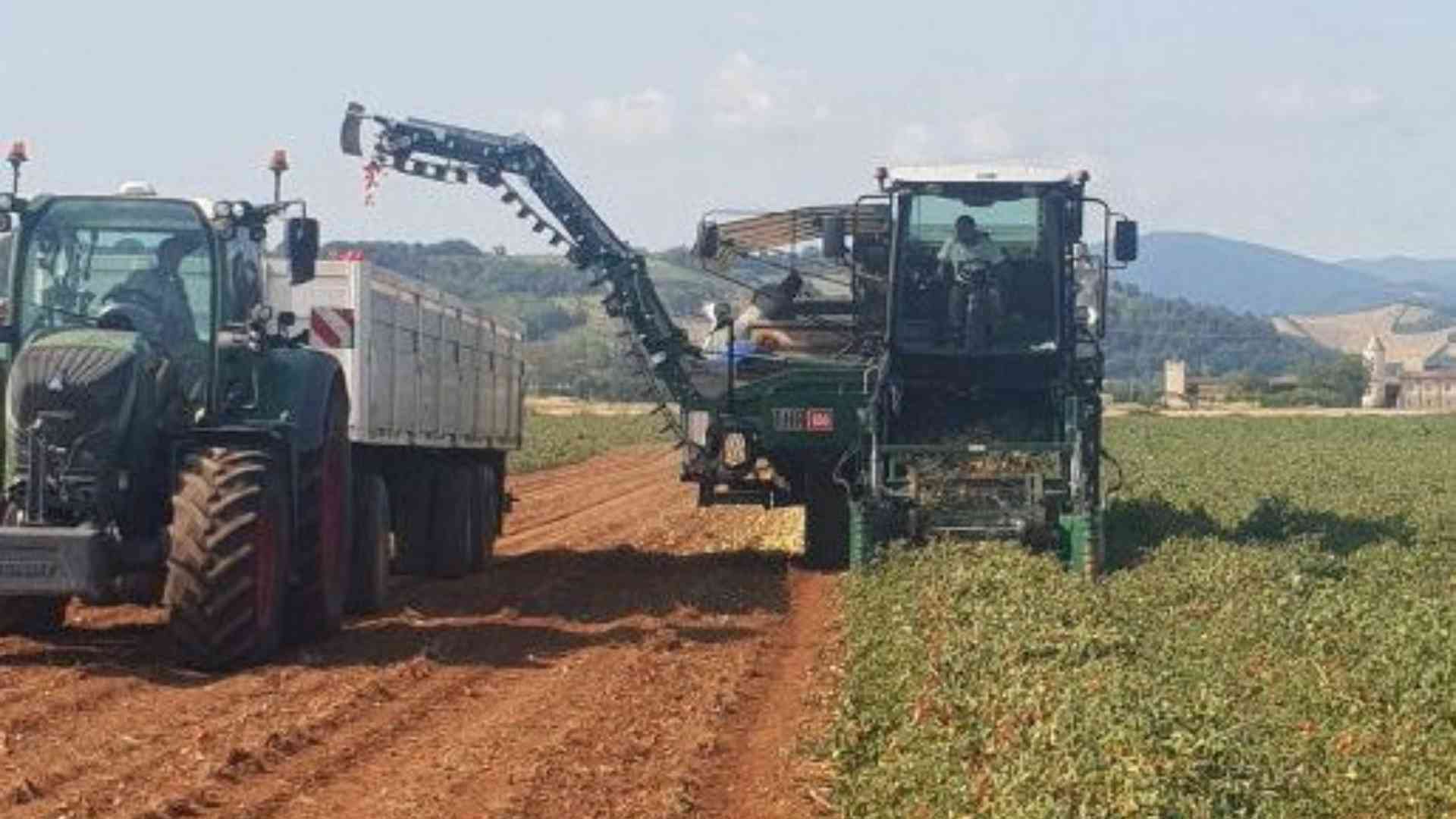 Pomodoro, annata difficile produzione in sensibile calo