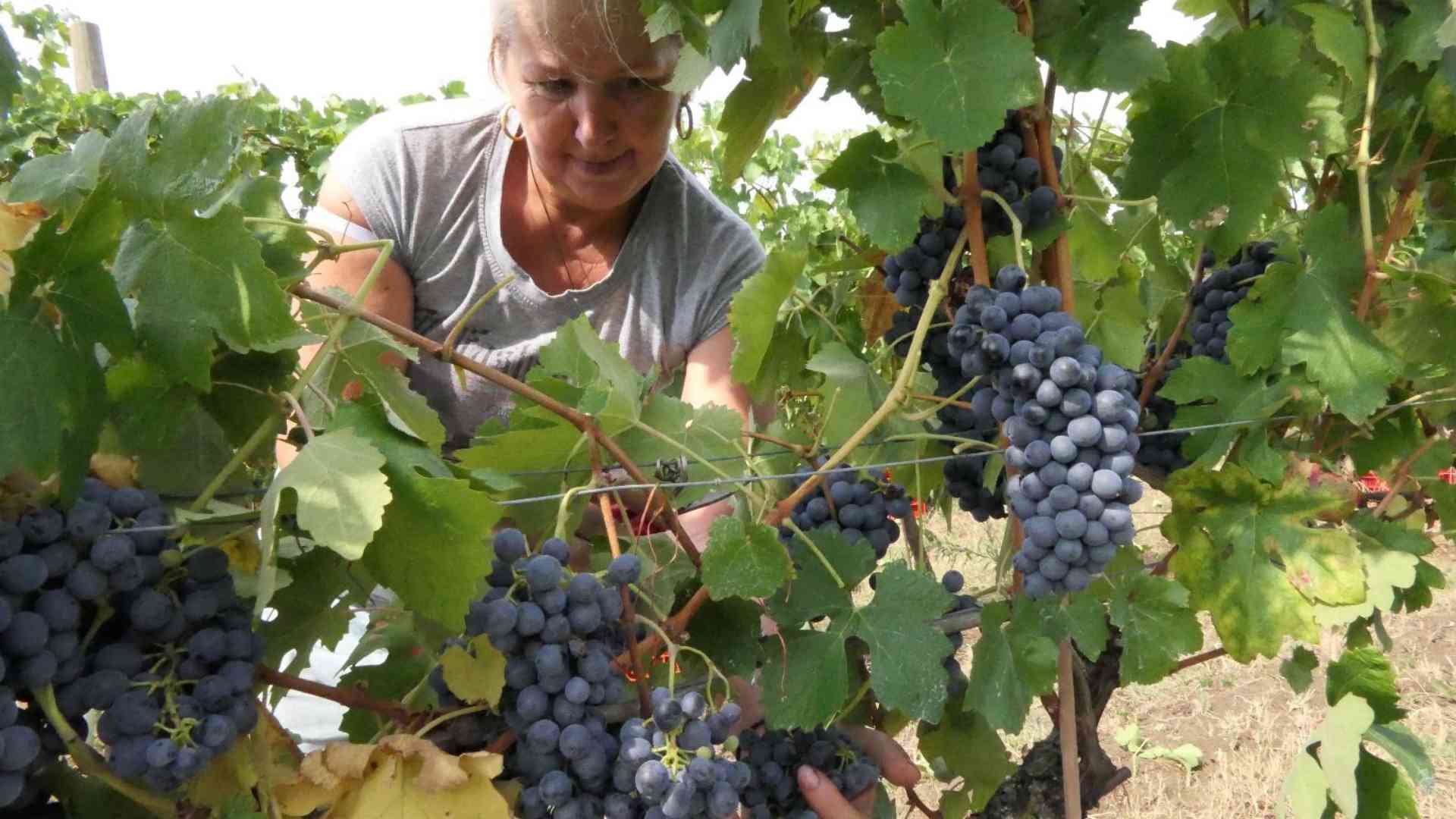 Vendemmia in Valtidone: «Uva sana e grappoli in abbondanza»