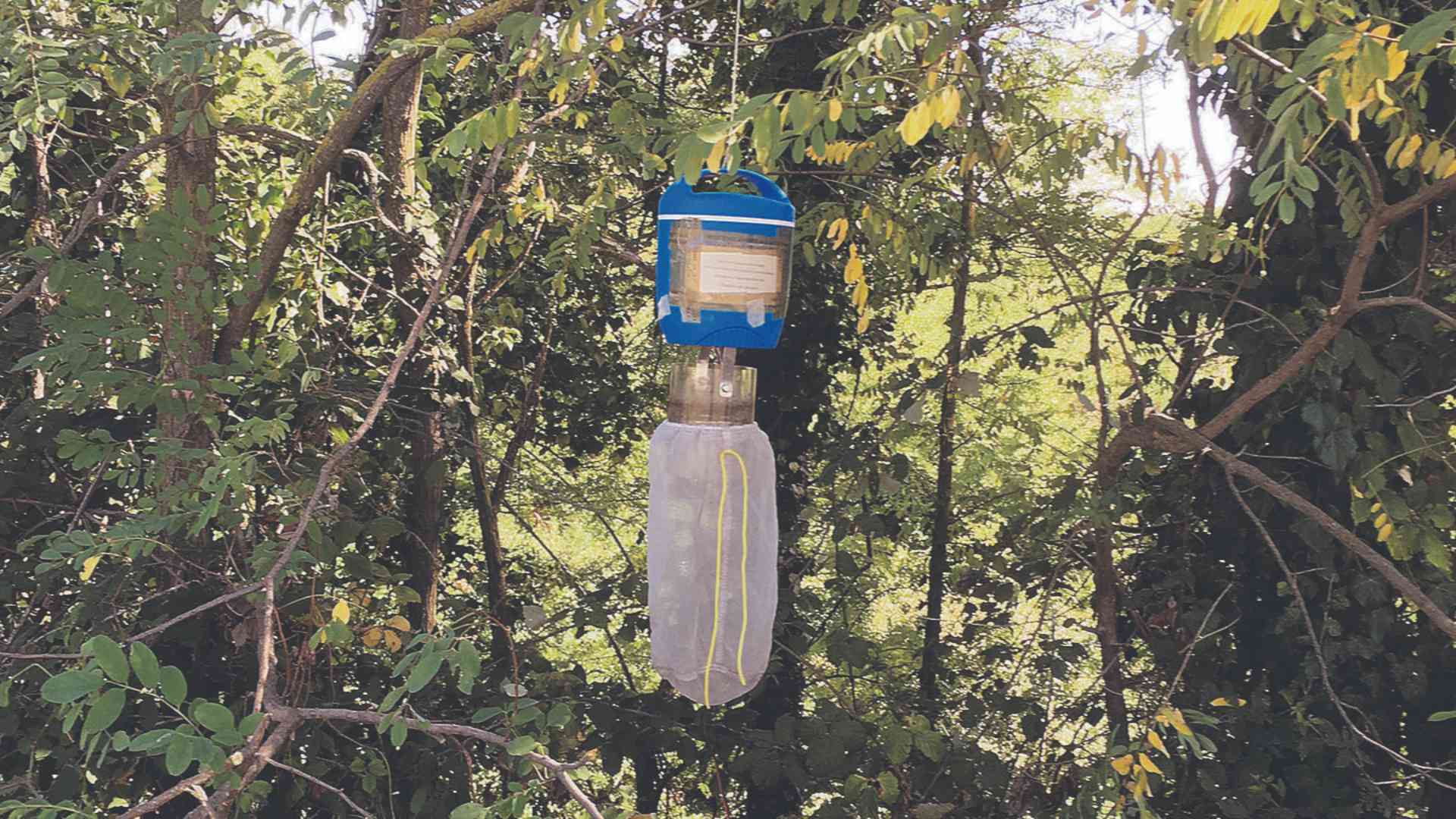 West Nile, nel Piacentino sono tre i casi di contagio