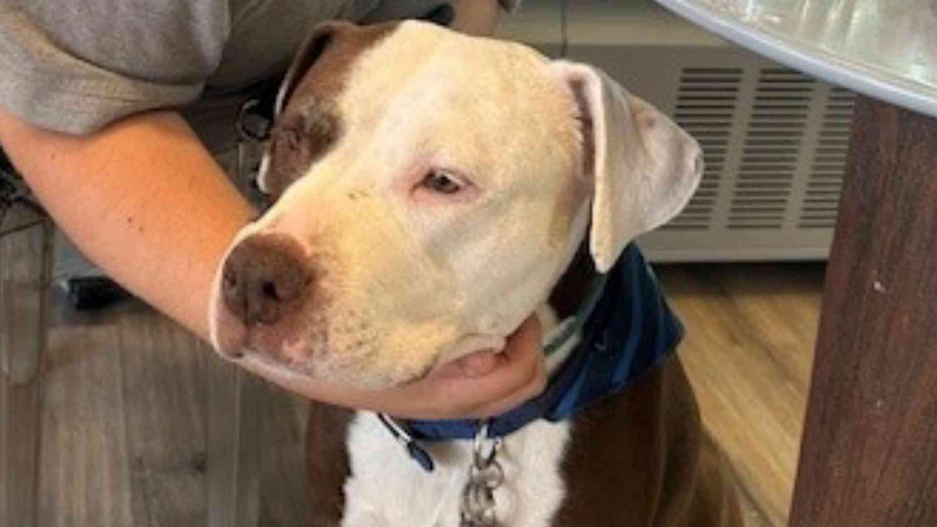 Cora, la pitbull che ha cambiato vita: «Dal canile alla laurea insieme»