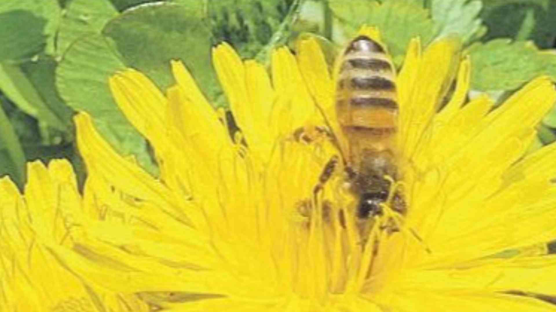 Api in città tra edere e topinambur. «I trattamenti pericolo mortale»