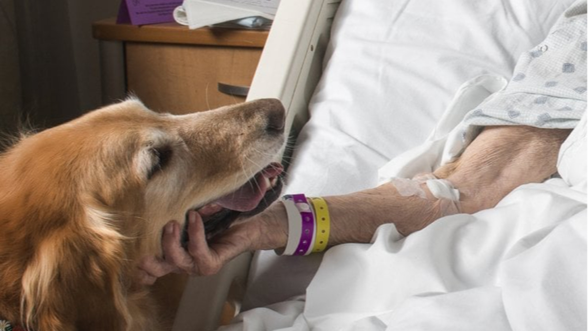 Un amico a quattro zampe in ospedale - © Libertà