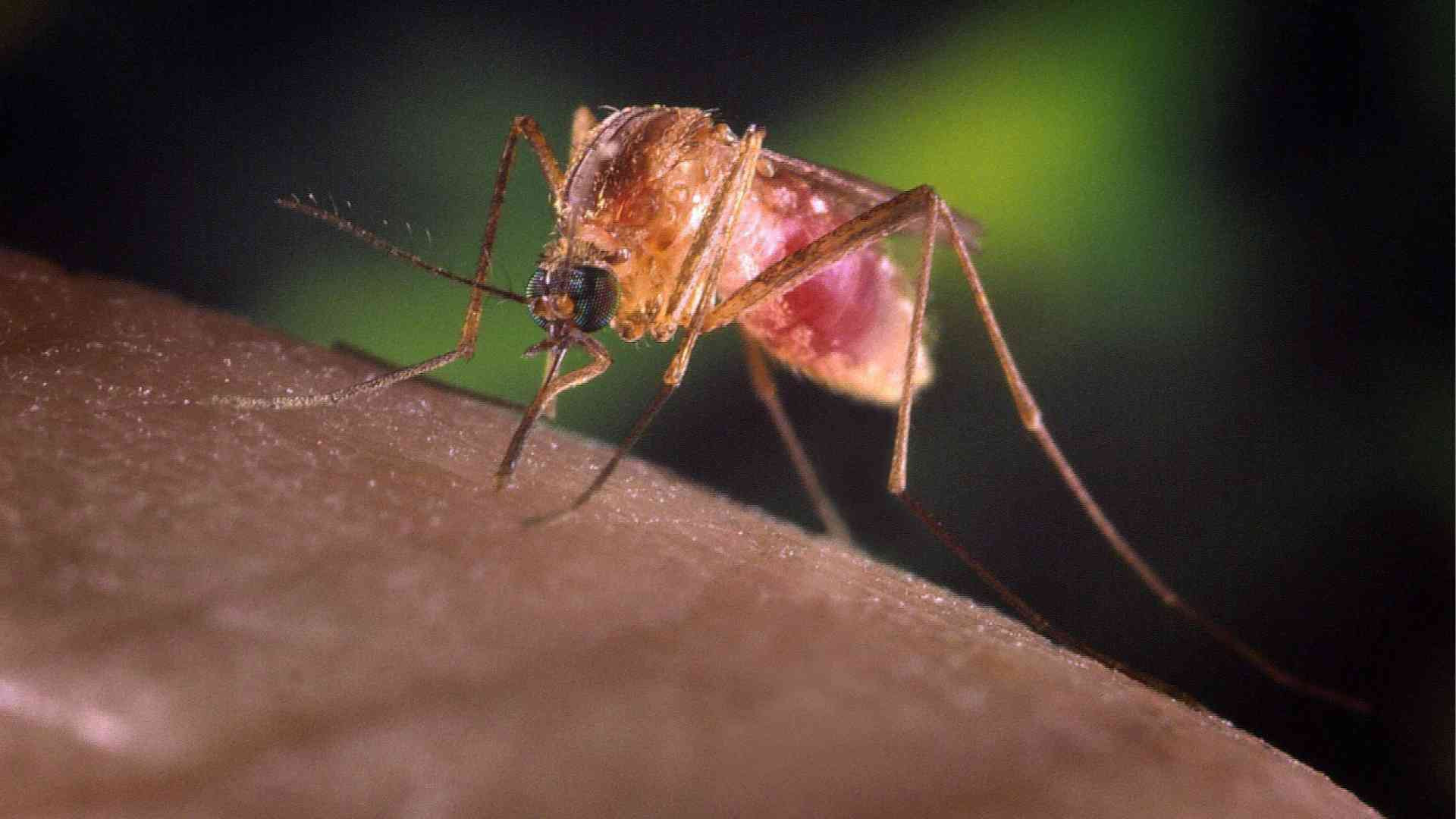 West Nile, confermati sei casi di infezione a Piacenza, due in ospedale