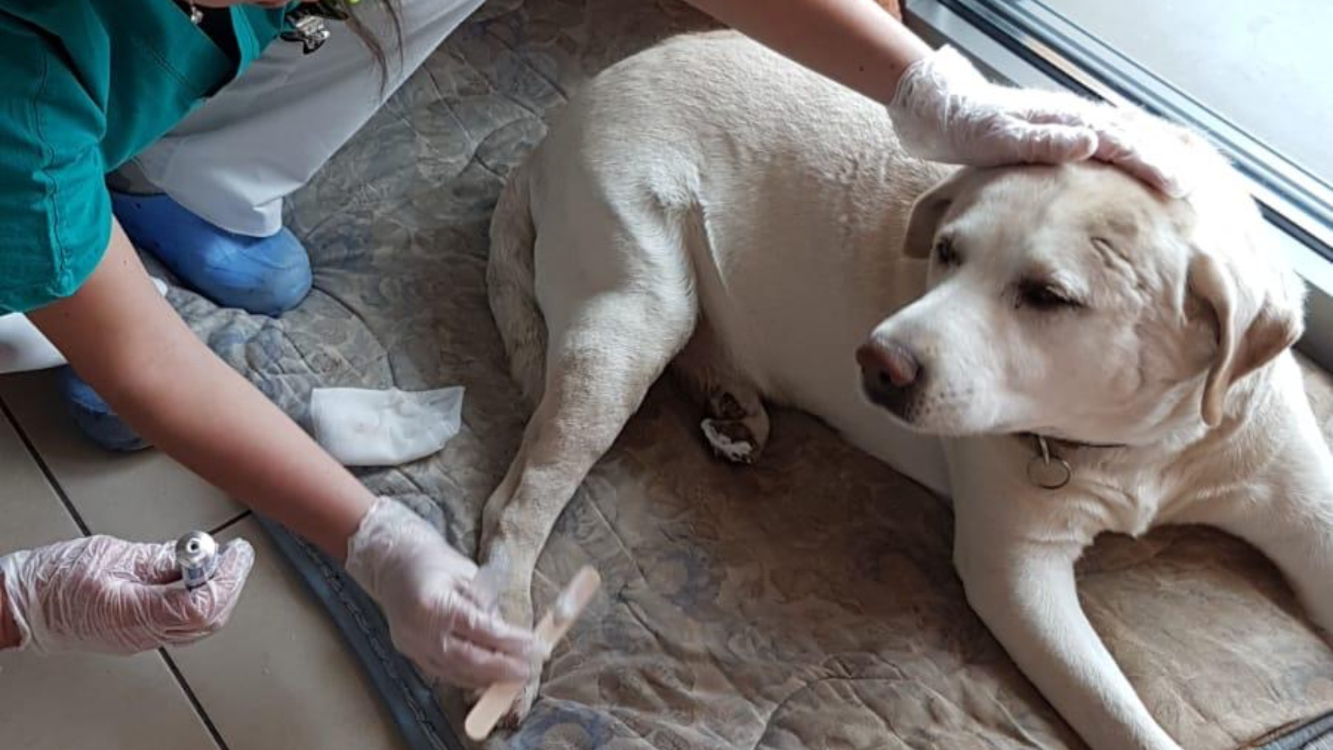 Umanità oltre l'ordinario: la storia di un uomo e il suo cane alla Casa di Iris