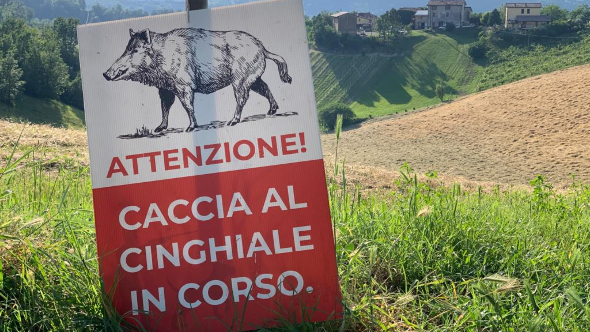 Caccia al cinghiale, anticipata di un mese per contenere la peste suina
