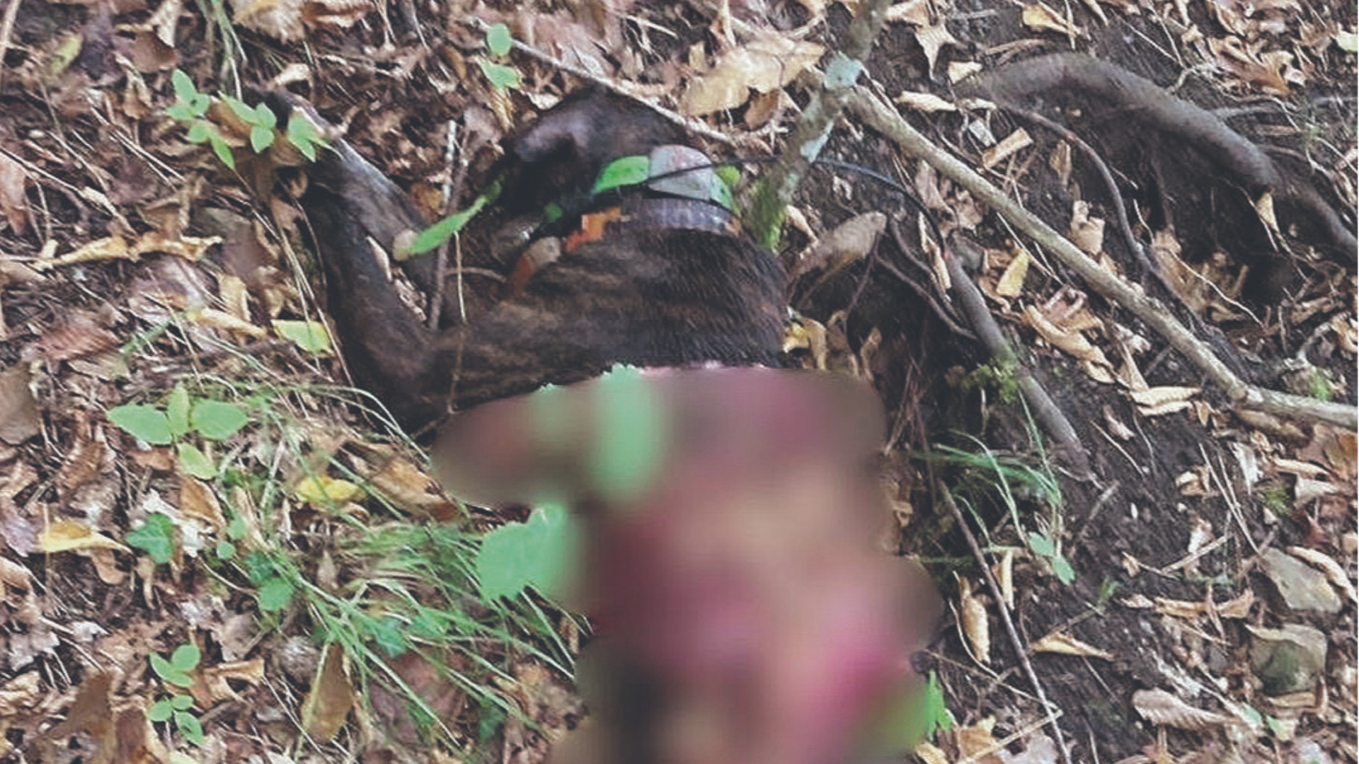 Ancora cani da caccia spariti, uno sbranato da un lupo