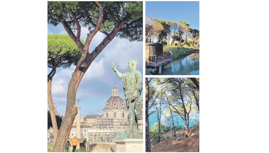 Il pino domestico a Roma e al parco del Delta del Po. Tipica pineta in località di mare - FOTO DEA DE ANGELIS