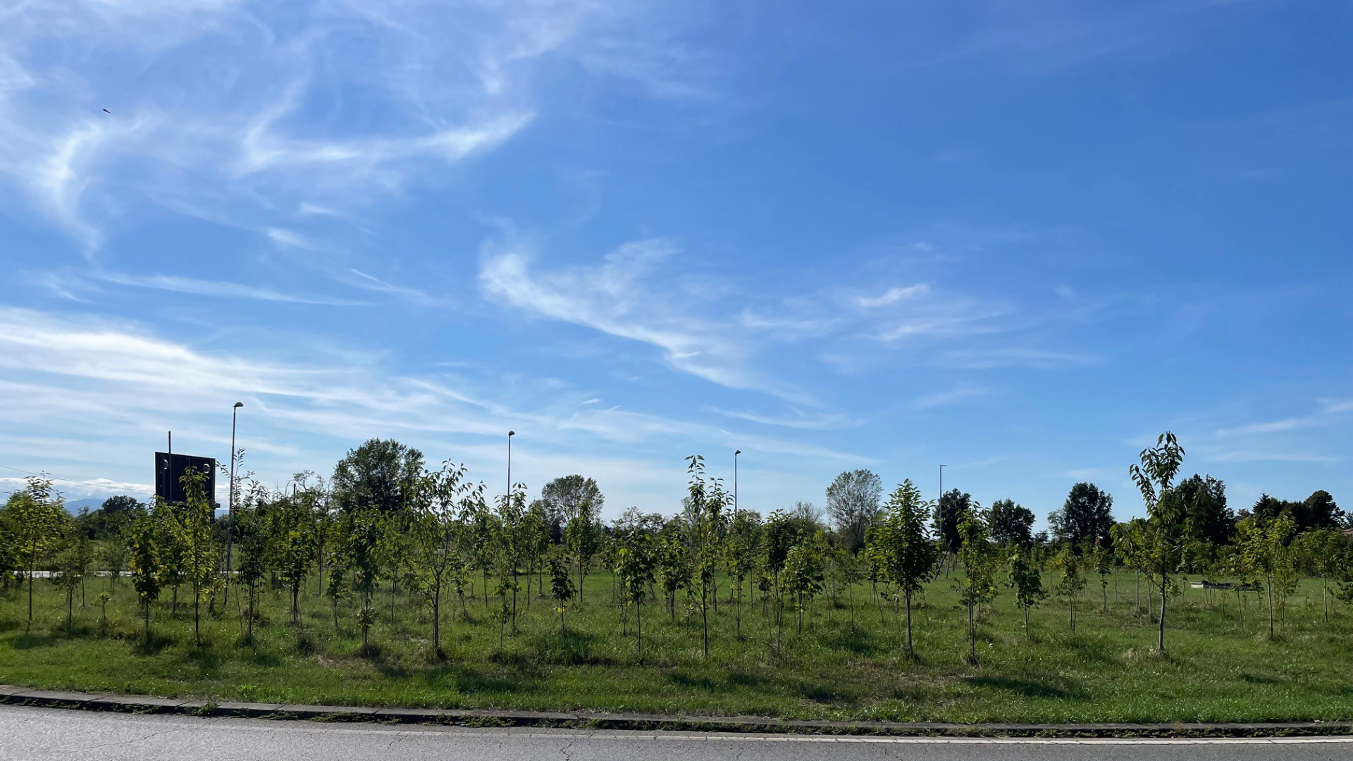 «In quattro anni piantati 8.900 alberi». Lamentele sullo stato di salute