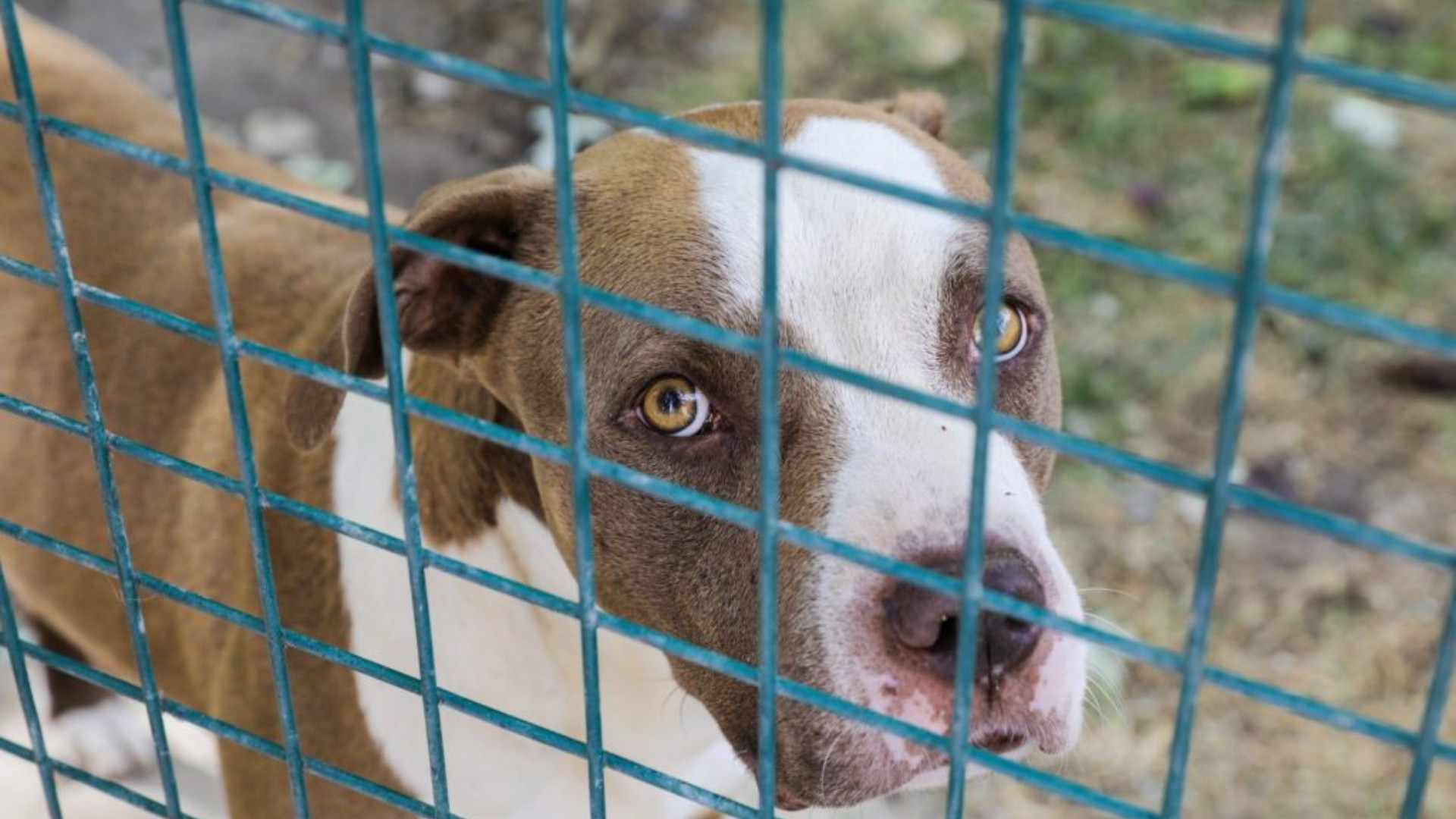 Cani abbandonati, Lugagnano: «600 euro a chi ne adotta uno»