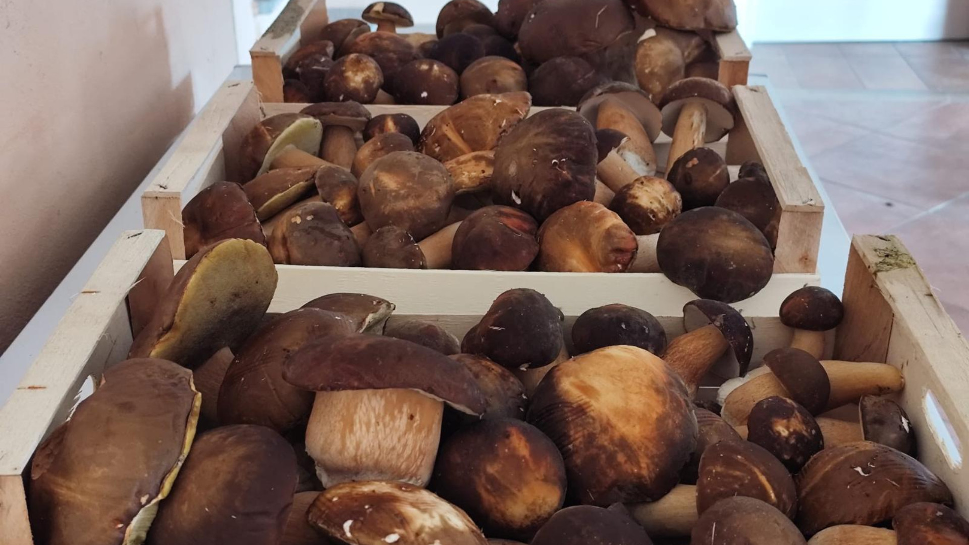 Record di porcini in Val Trebbia: «Una "buttata" eccezionale»