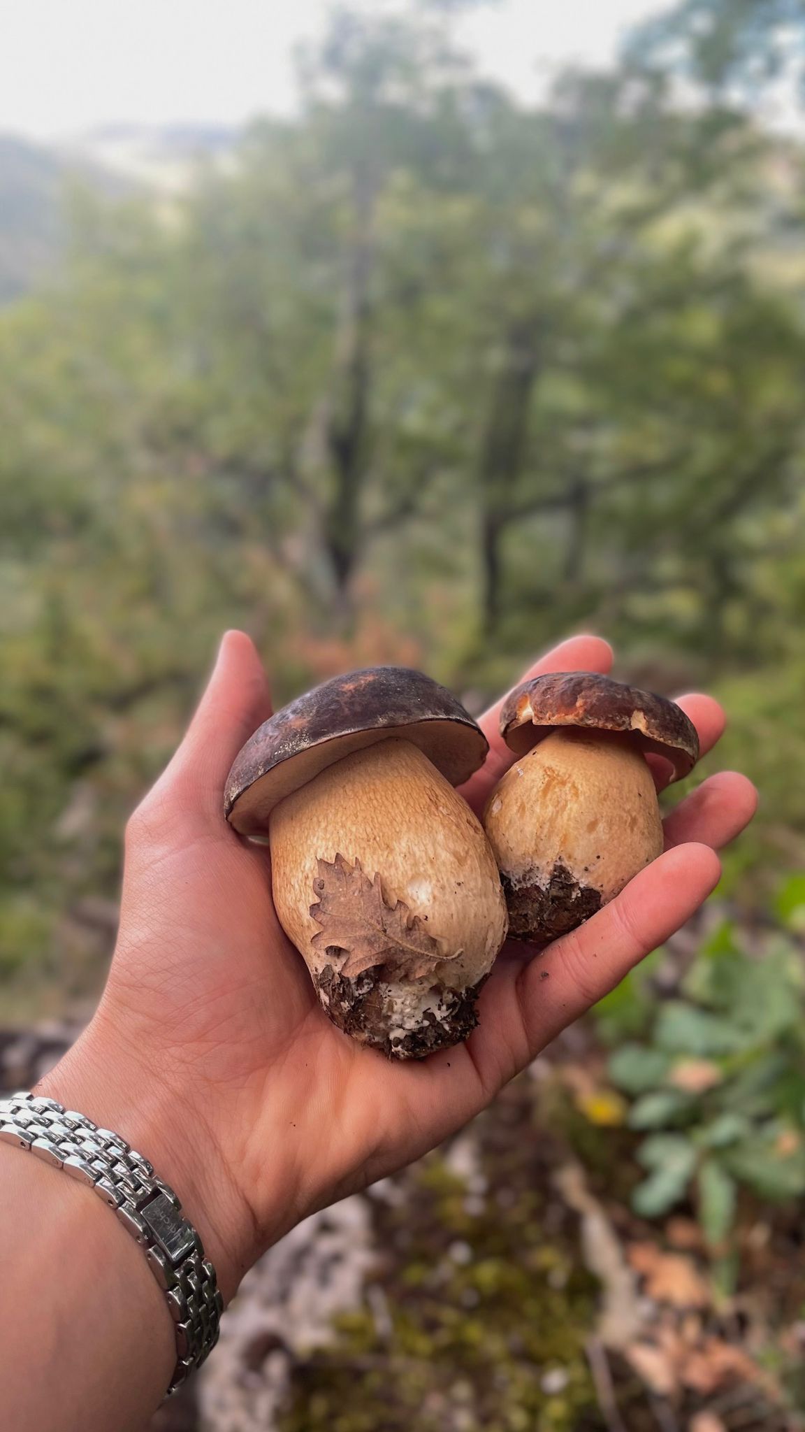 Una coppia di porcini neri raccolti appena sotto Bobbio
