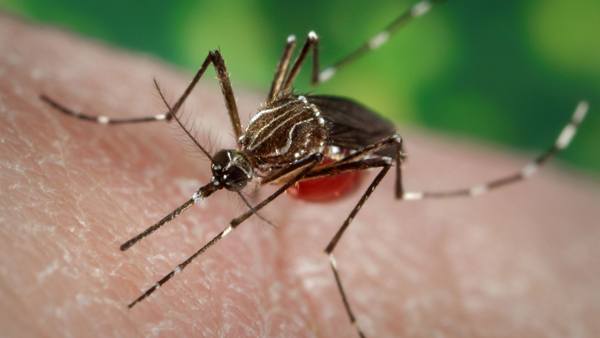 Possibile caso di Dengue: disinfestazione alla Farnesiana