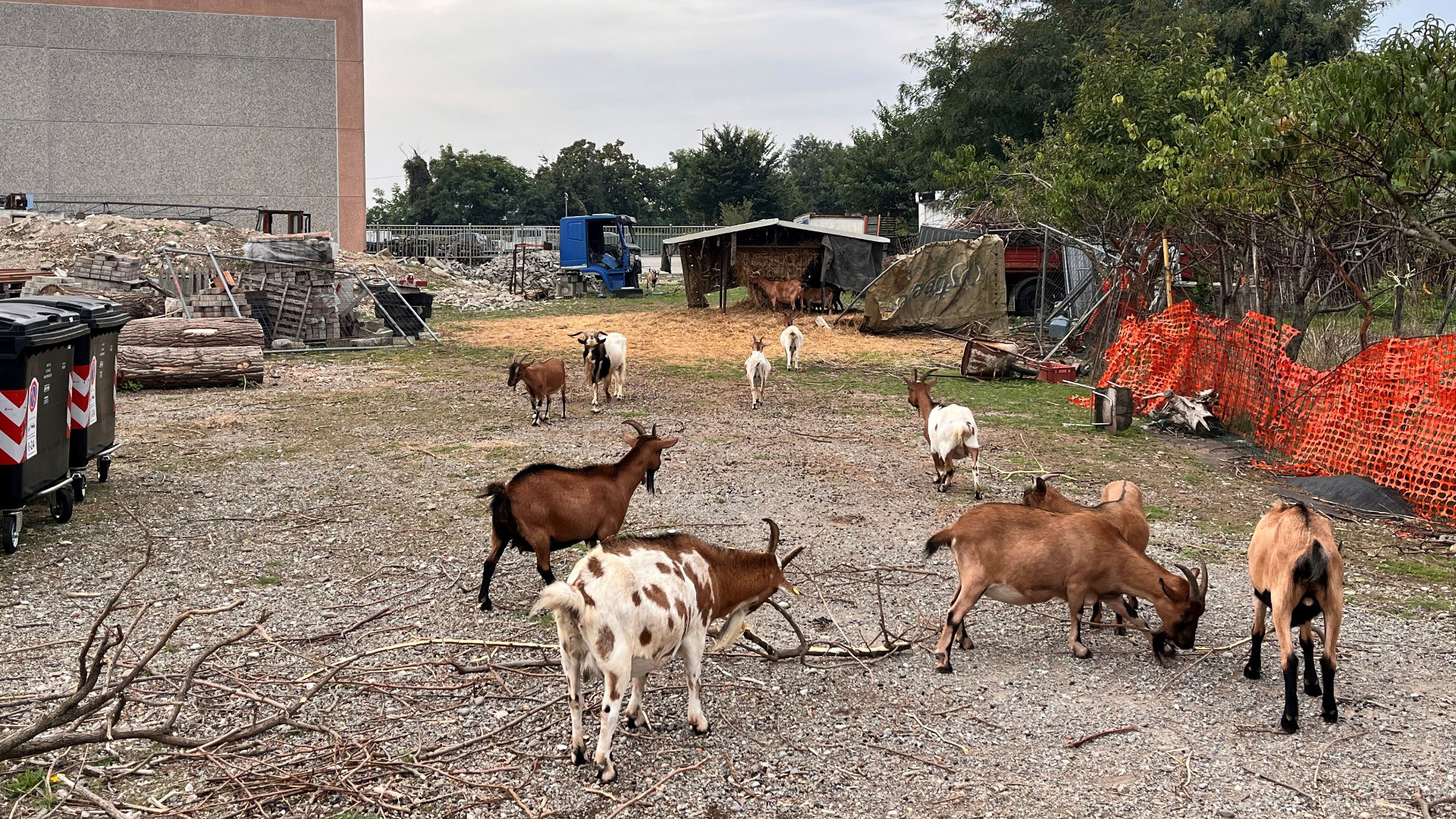 Il singolare caso delle capre che "abitano" alla Veggioletta