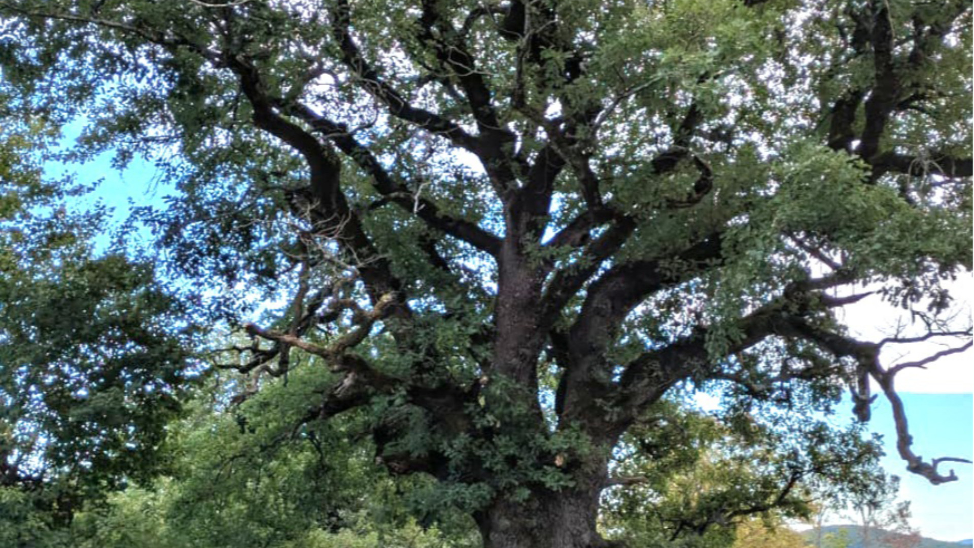 Il "Quercione" di Graffiolo o "quercia di Napoleone": un monumento vivente