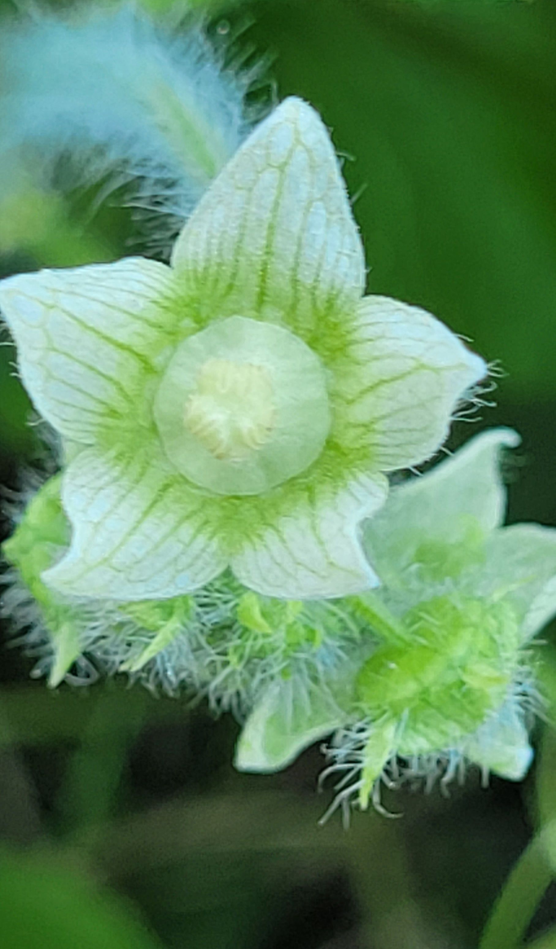 Zucca matta (Sicyos angulatus), pianta infestante che copre salici e pioppi