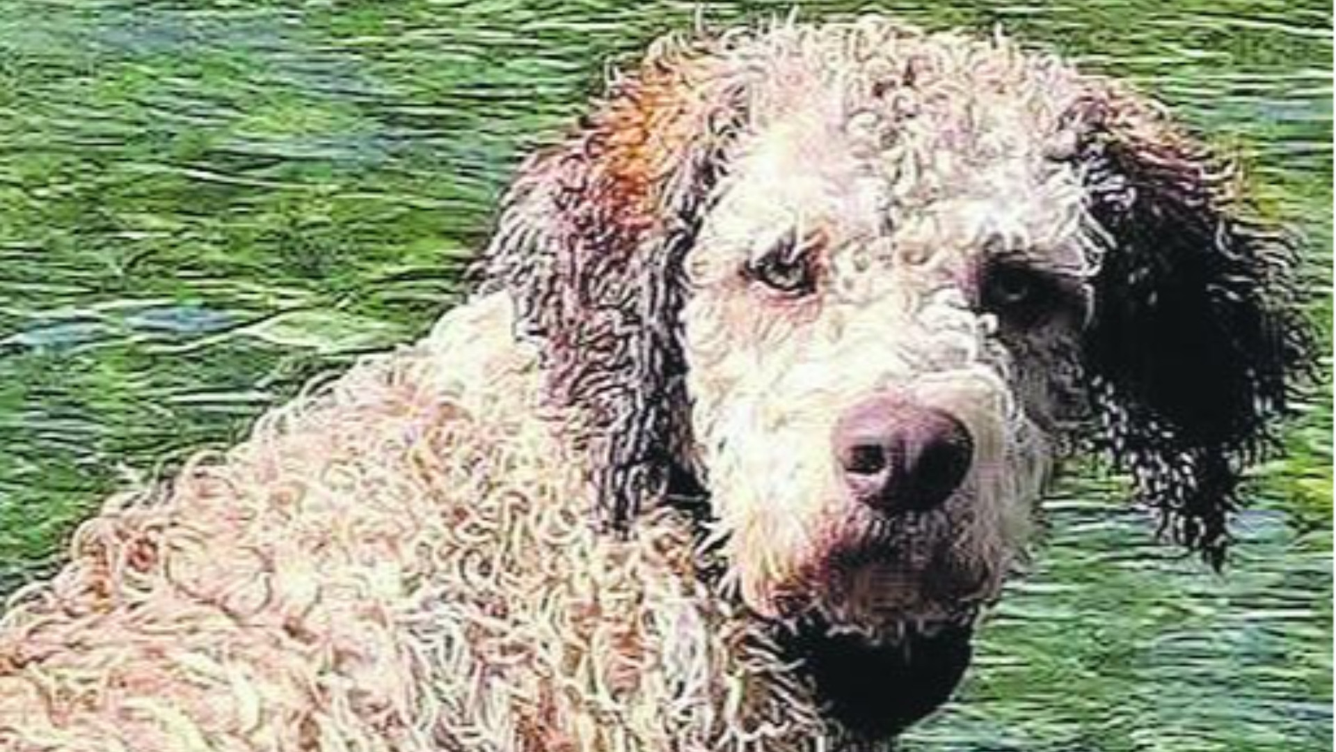 «Aiutateci a trovare il cane Blacky, mio figlio ha davvero bisogno di lui»