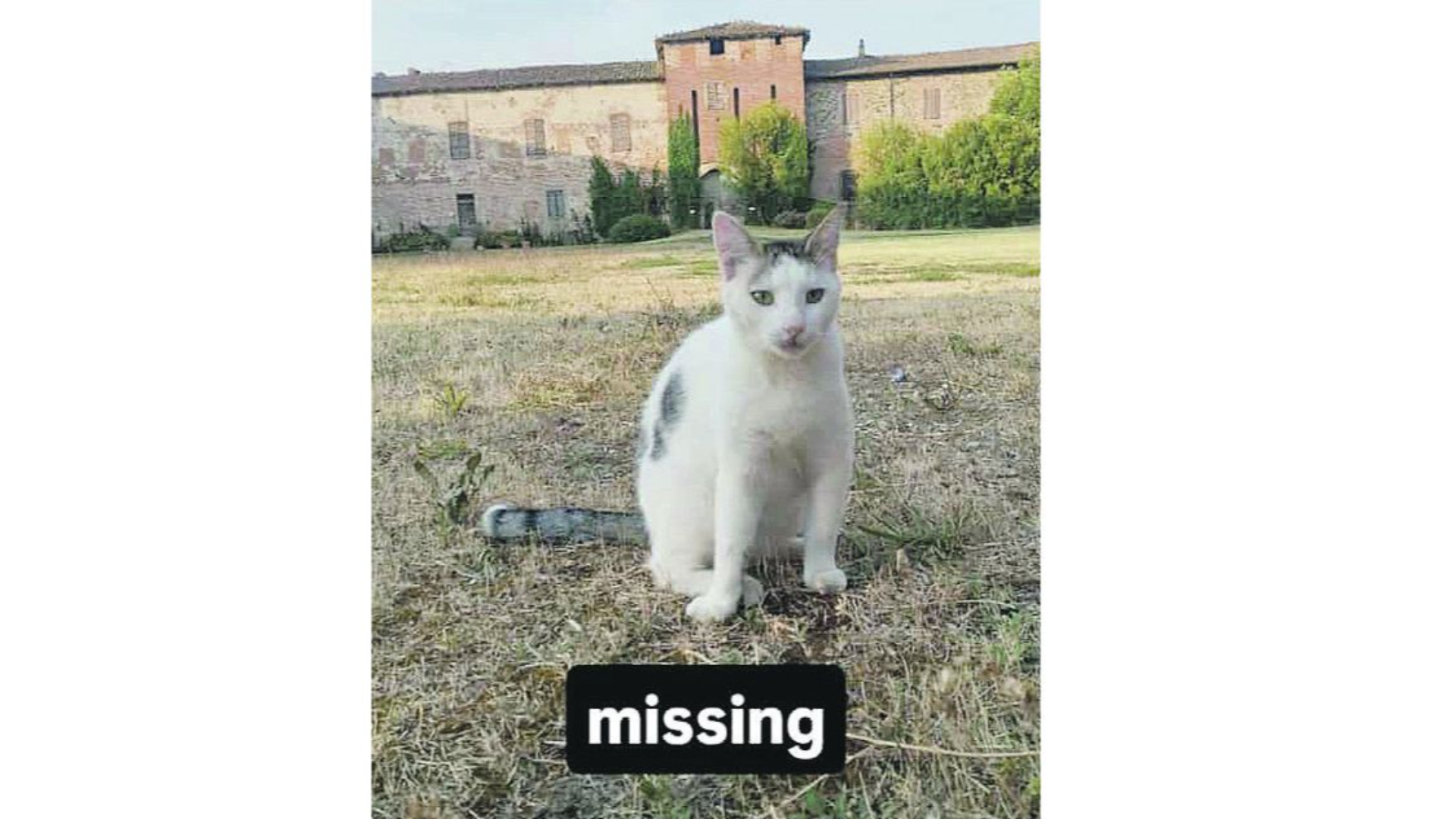 Oltre 10 gatti spariti dall'inizio dell'estate, allarme a Niviano