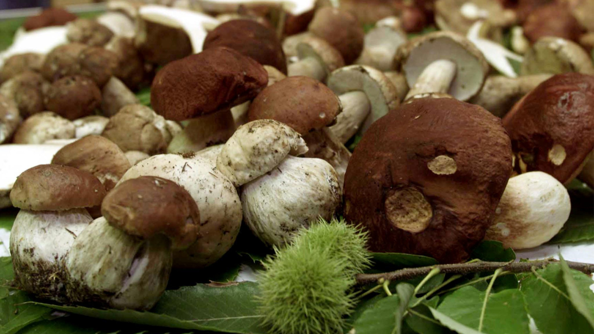 Prima intossicazione da funghi della stagione: 71enne al pronto soccorso