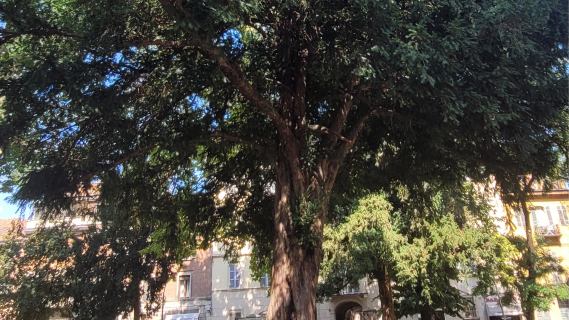 Ecco maturate le autunnali bacche del tasso, albero diffuso nei giardini storici