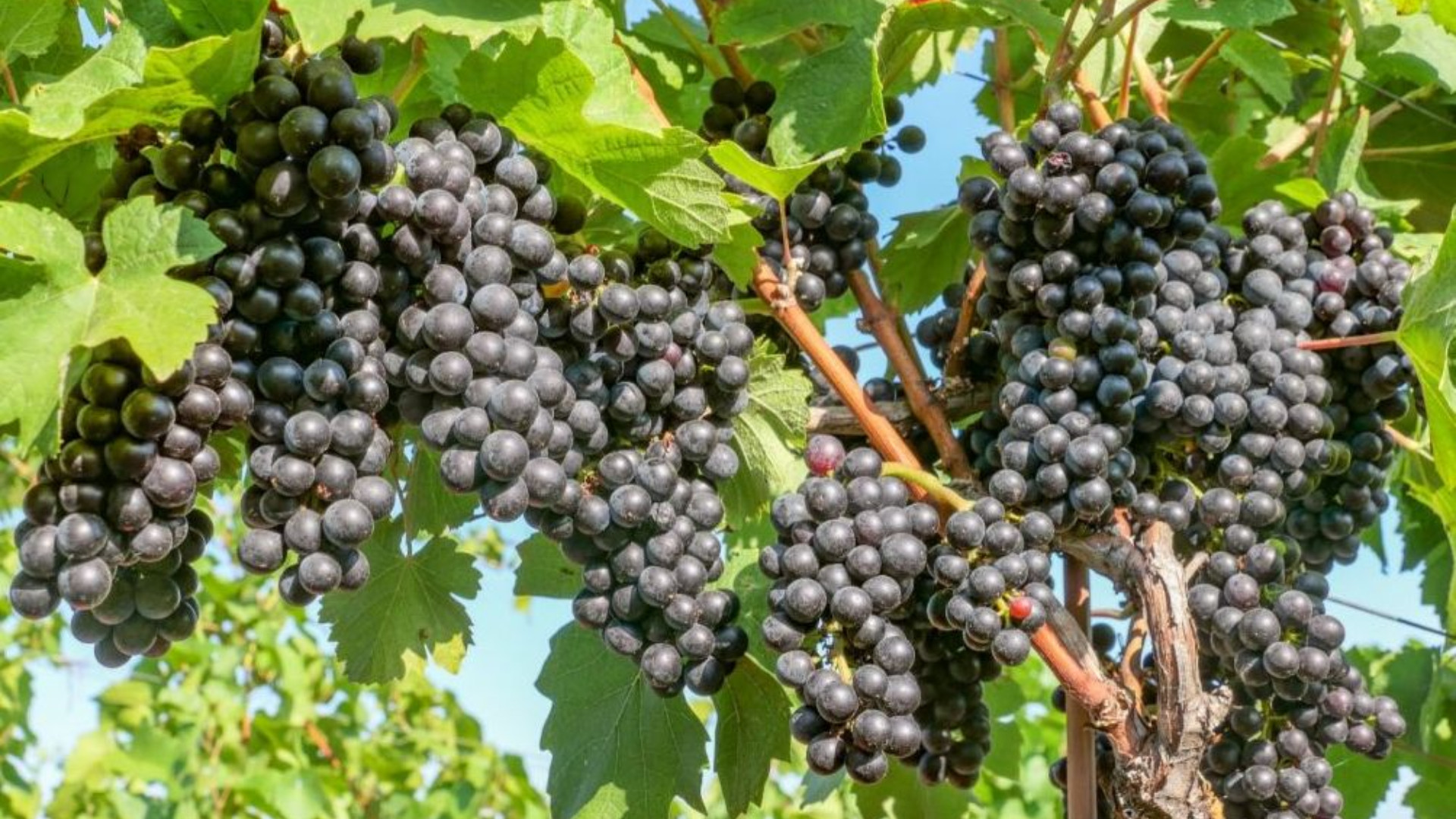 Uve rosse: prezzi deludenti, nonostante l’ottima qualità