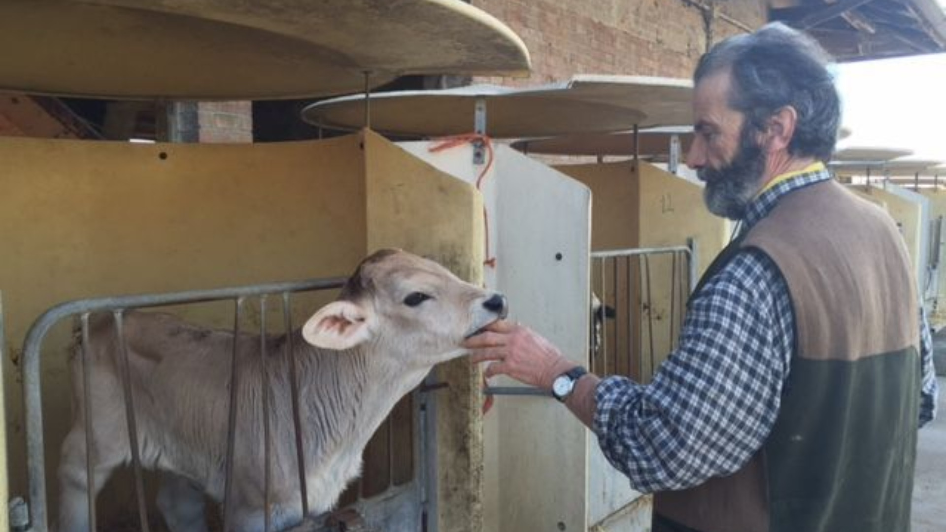 "Dedizione alla cultura agricola": premio San Fiorenzo al veterinario Carolfi
