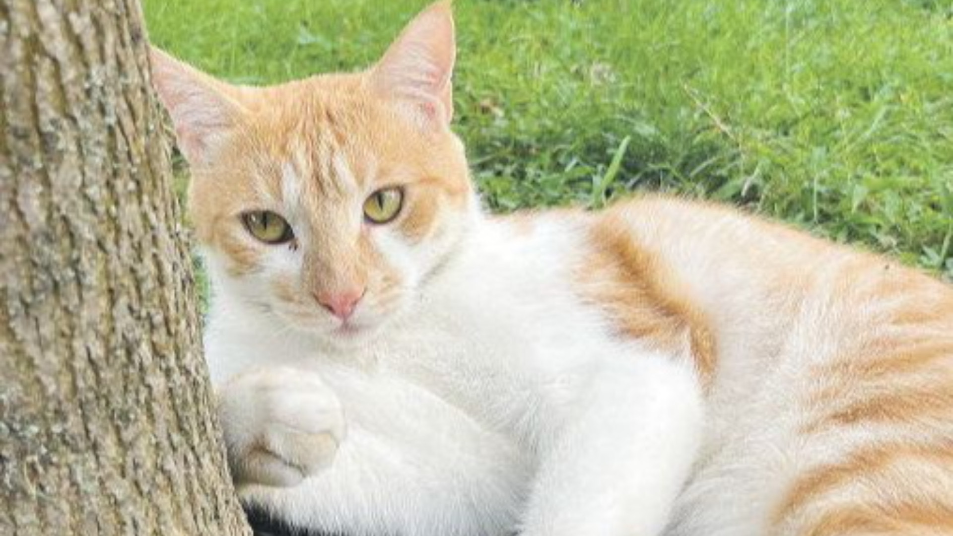 Gatto sbranato dai lupi, «E ora abbiamo paura per gli altri animali»