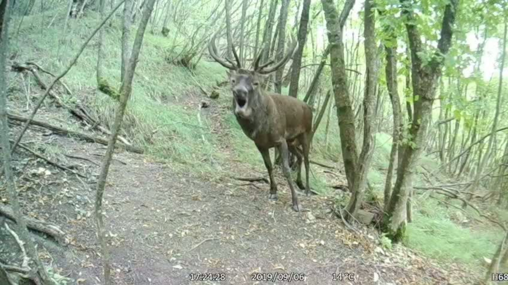 La fototrappola inquadra il bramito del cervo nel Piacentino