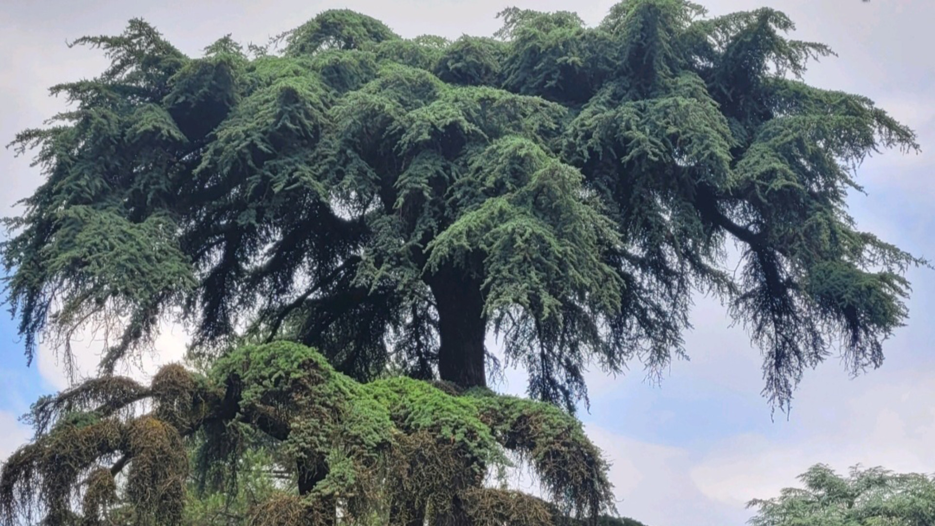 Gli alberi in città forniscono servizi eco sistemici rilevanti