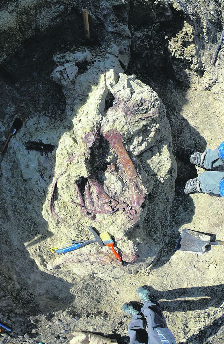 Fossili della nuova specie di mega Raptor nella cava che ha restituito questo dinosauro, distesi nella posizione in cui giacevano da 67 milioni di anni, nel mesozoico