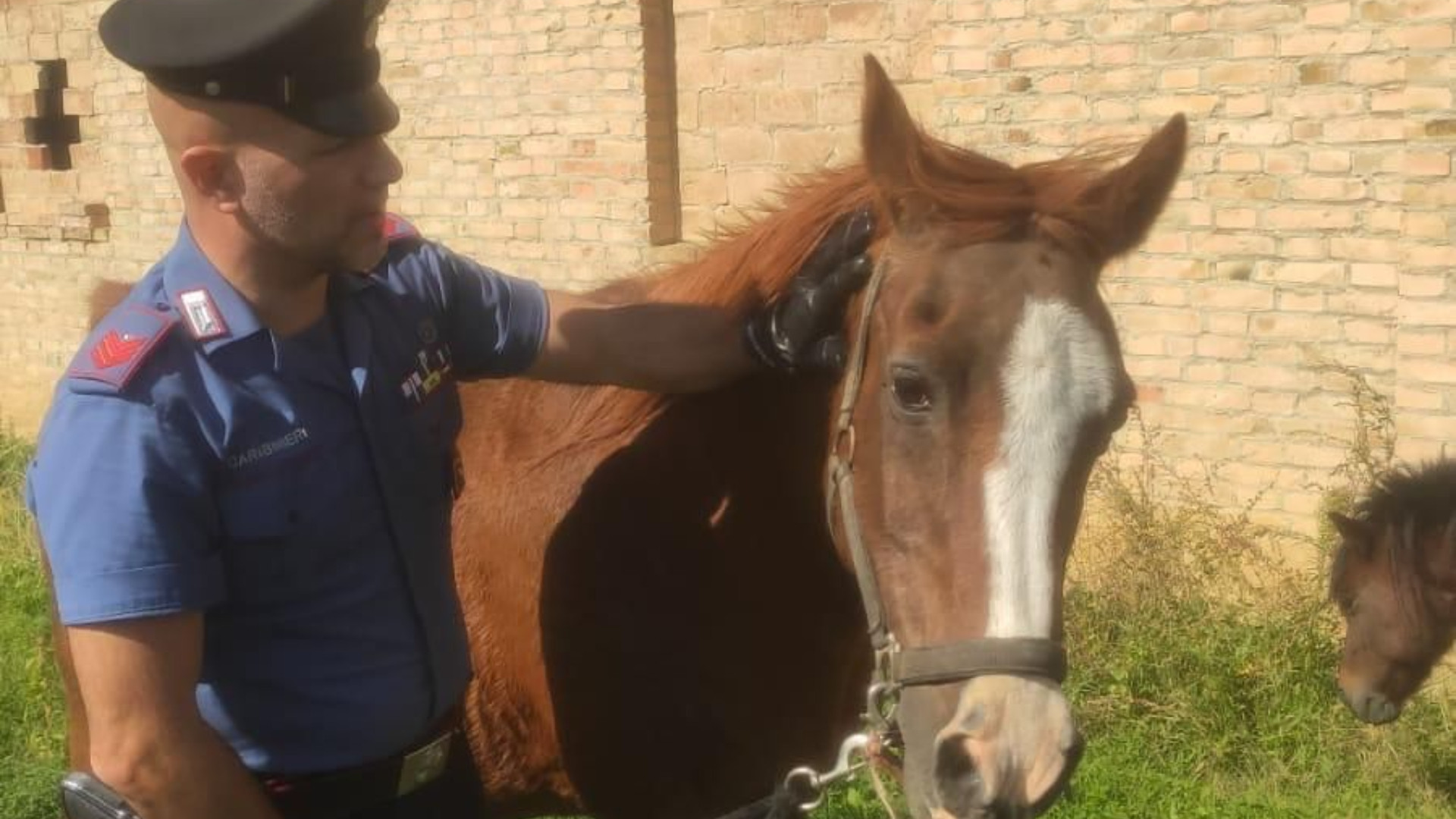 Due cavalli scappati da un maneggio, recuperati nella notte dai carabinieri