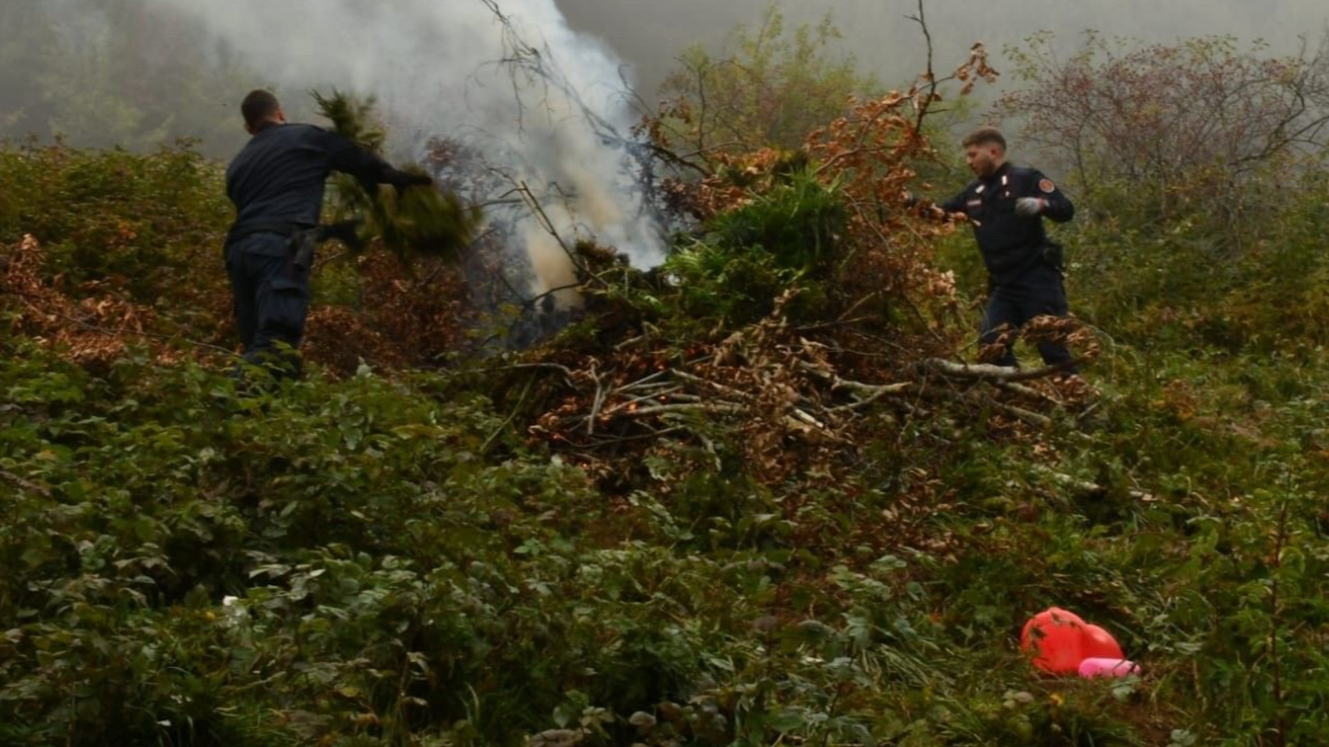 Coltivavano marijuana nei boschi di Ferriere