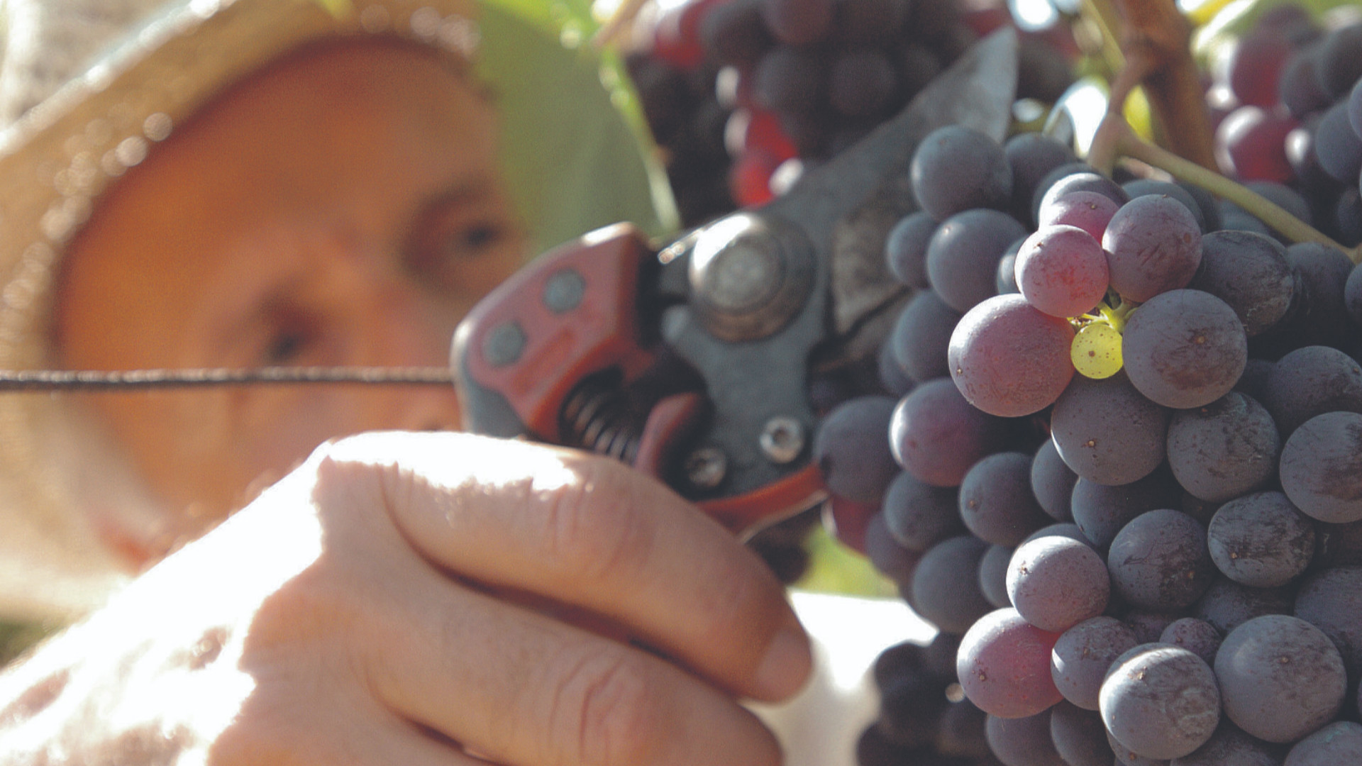 Vendemmia 2025: bilancio positivo in attesa di ottimi vini