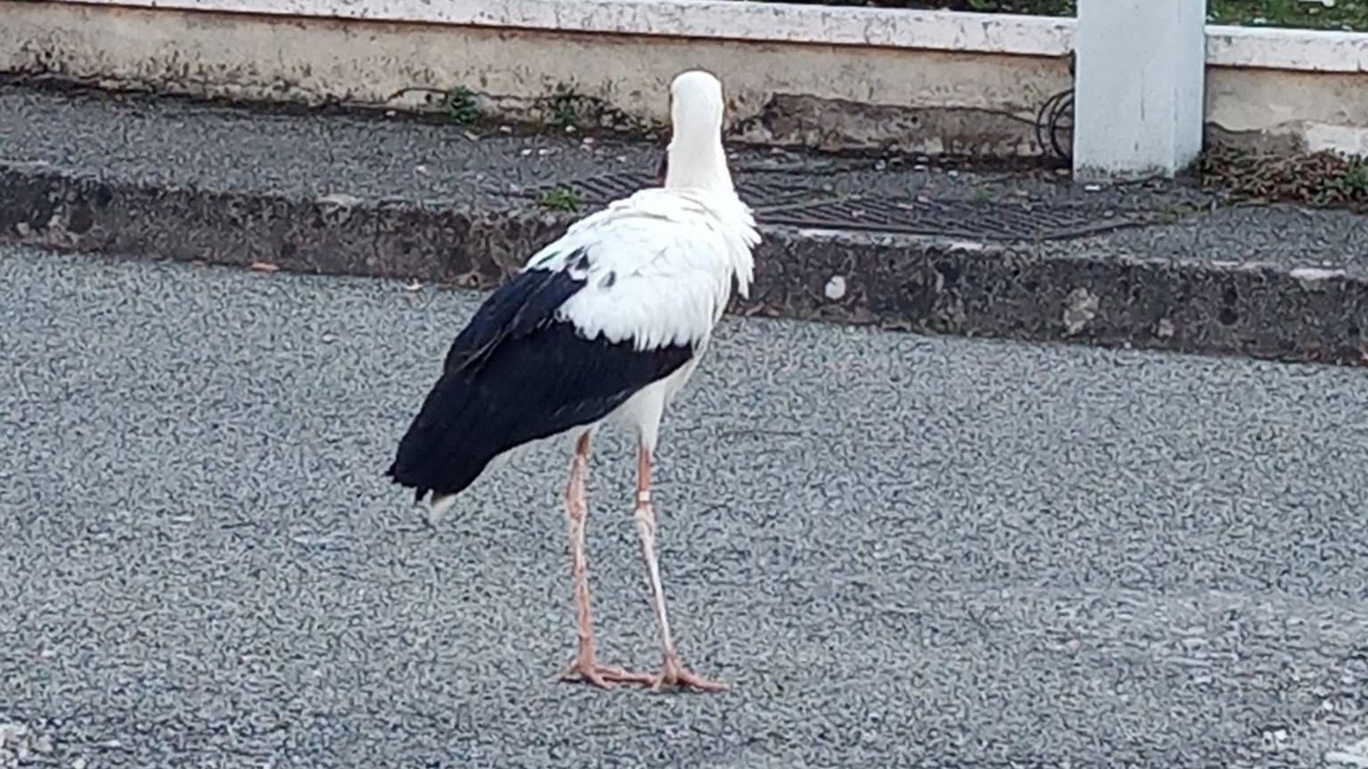 Una cicogna bianca soccorsa a Pontedellolio: appariva disorientata