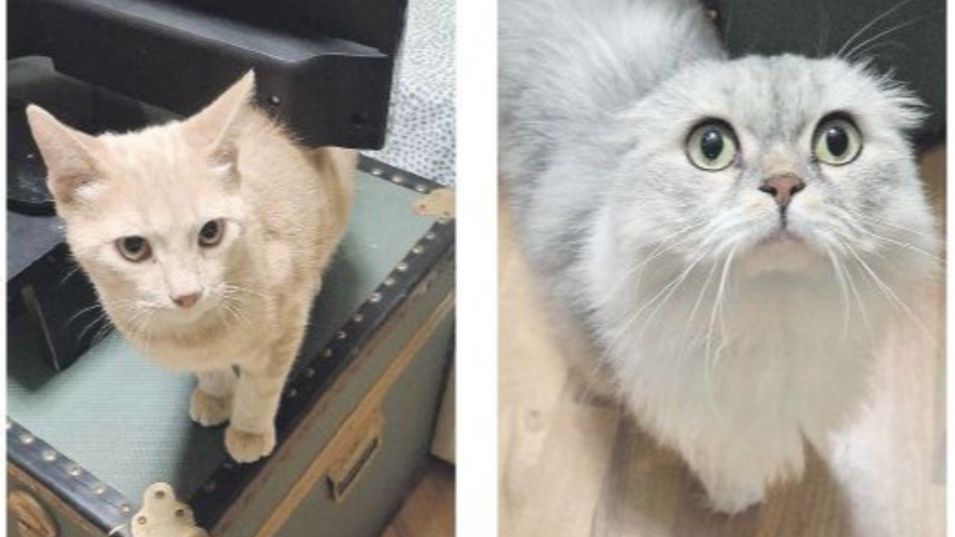 I sette cani e i sei gatti di Daniela ora cercano una nuova casa