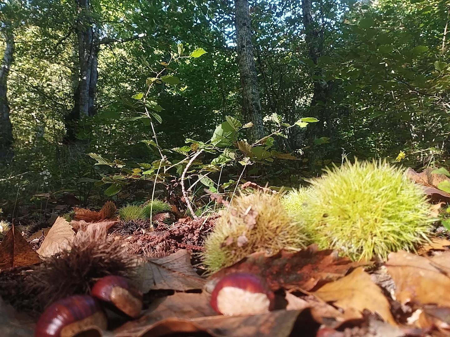 Castagne in un bosco di Cattaragna