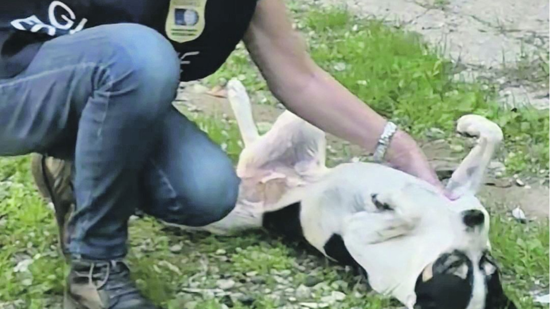 Tutela animali, 118 interventi in un anno