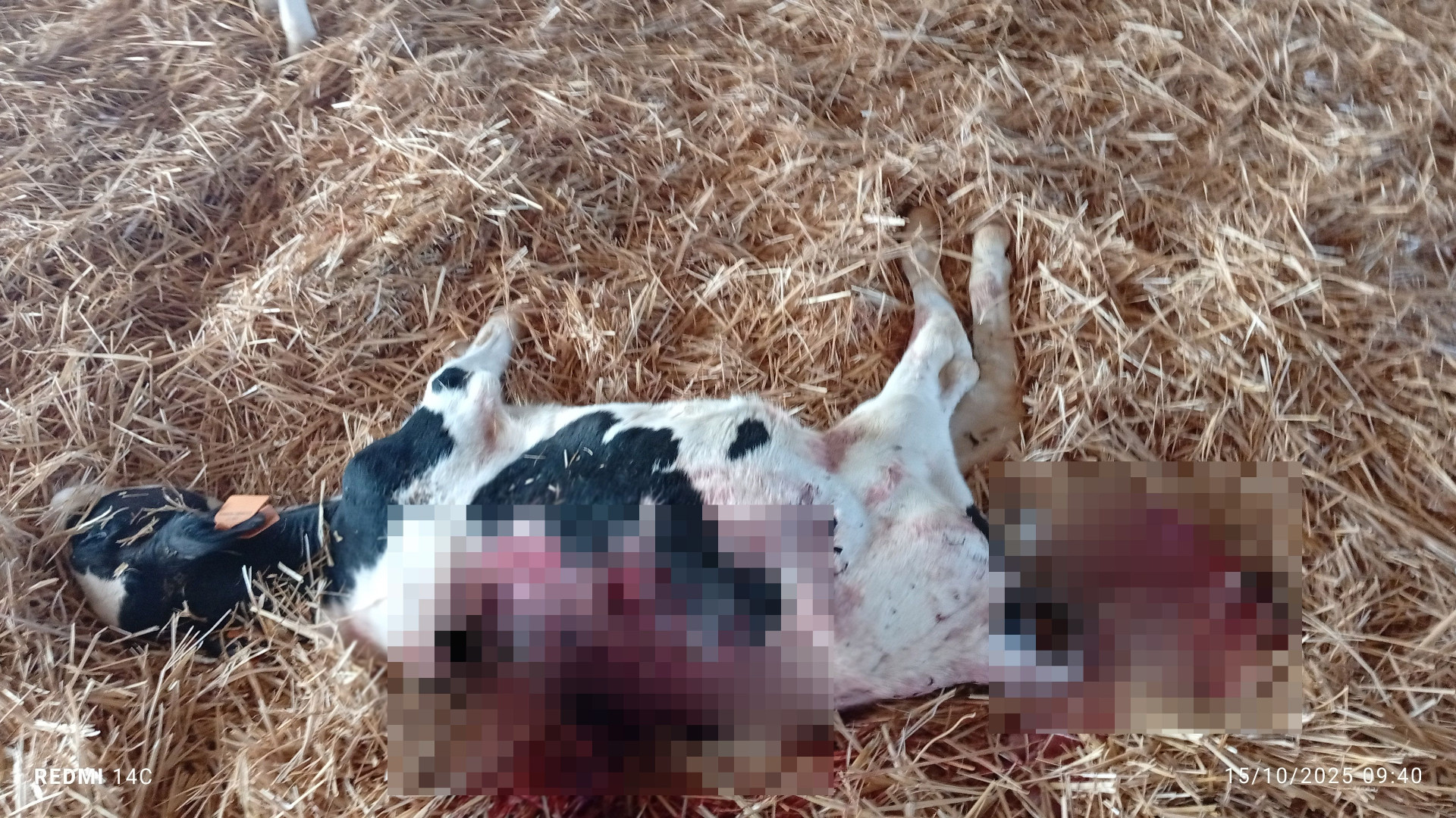 Casaliggio, vitellina in stalla sbranata da un lupo