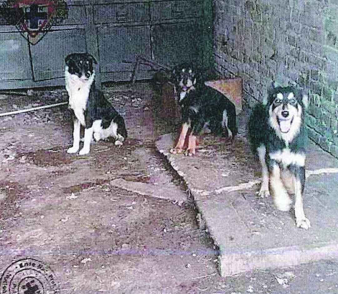 Cani maltrattati Cortemaggiore