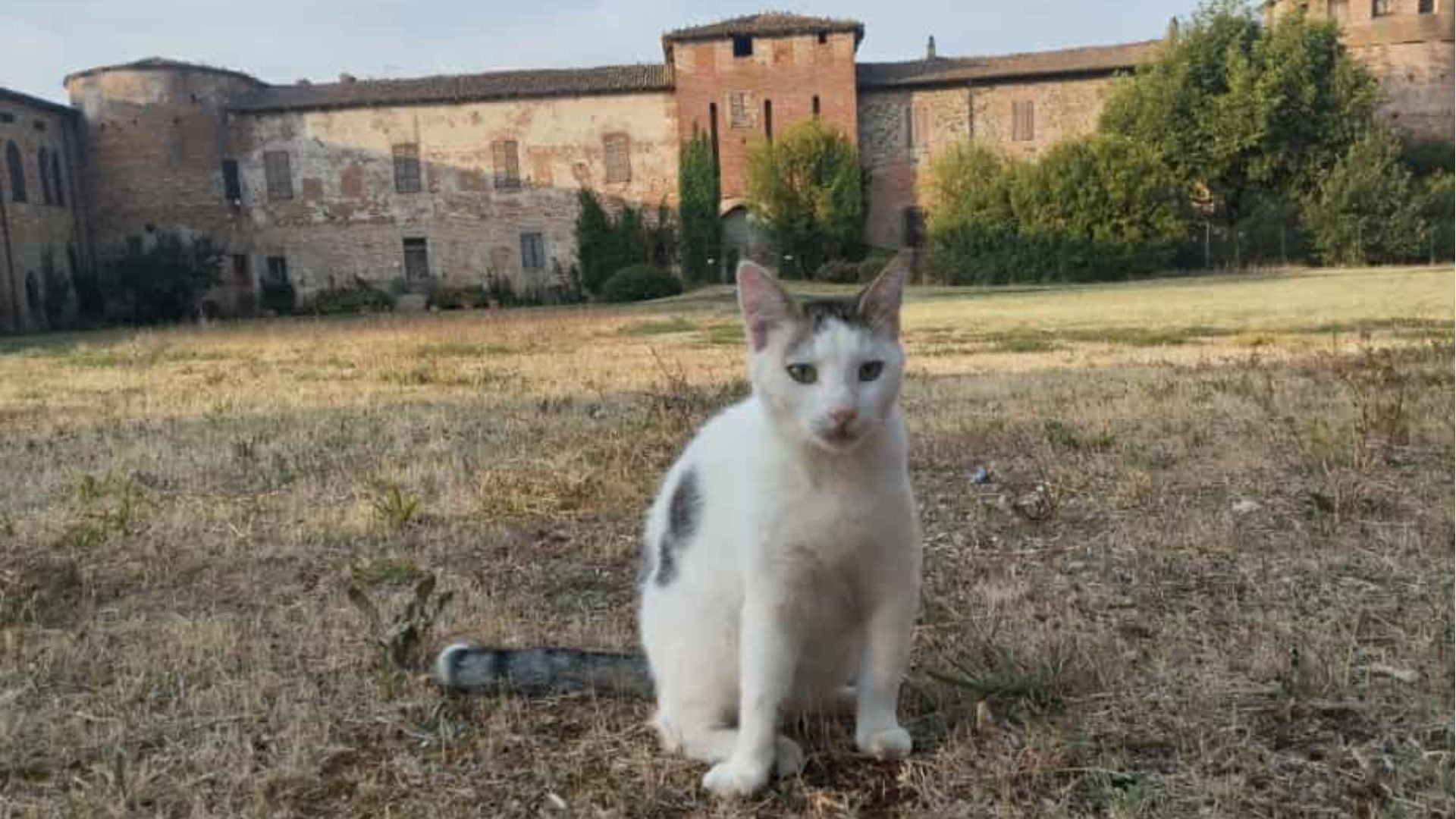 Strage di gatti a Niviano, la lista si allunga: ora sono più di 15