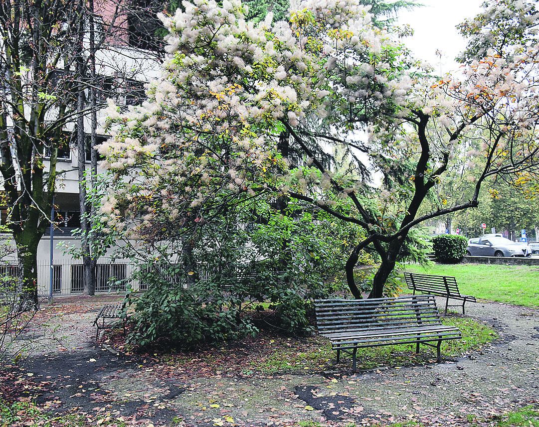 I giardinetti di via IV Novembre dove ieri mattina sono stati gettati i due involucri contenenti hashish - FOTO DEL PAPA 