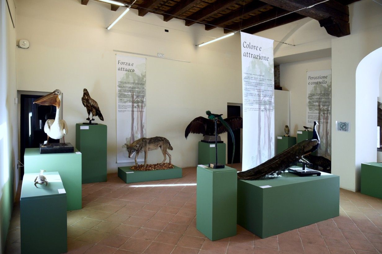 Piccolo Museo di Storia Naturale - FOTO DEL PAPA