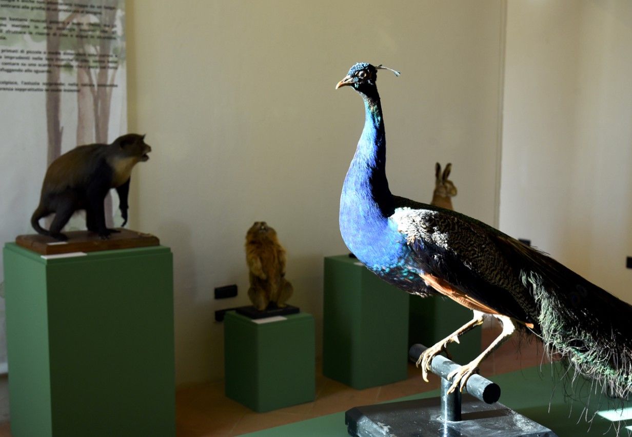 Piccolo Museo di Storia Naturale - FOTO DEL PAPA