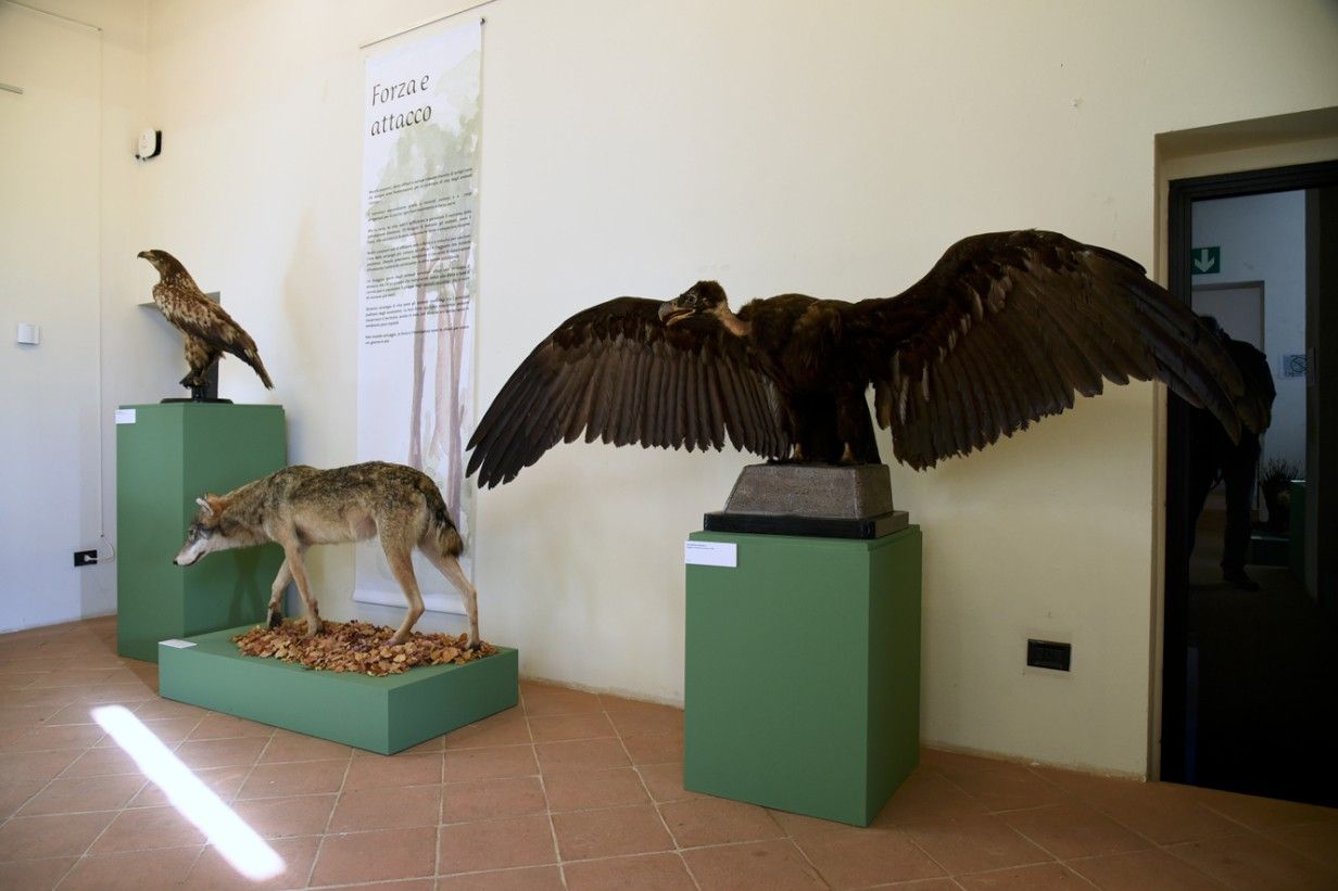 Piccolo Museo di Storia Naturale - FOTO DEL PAPA
