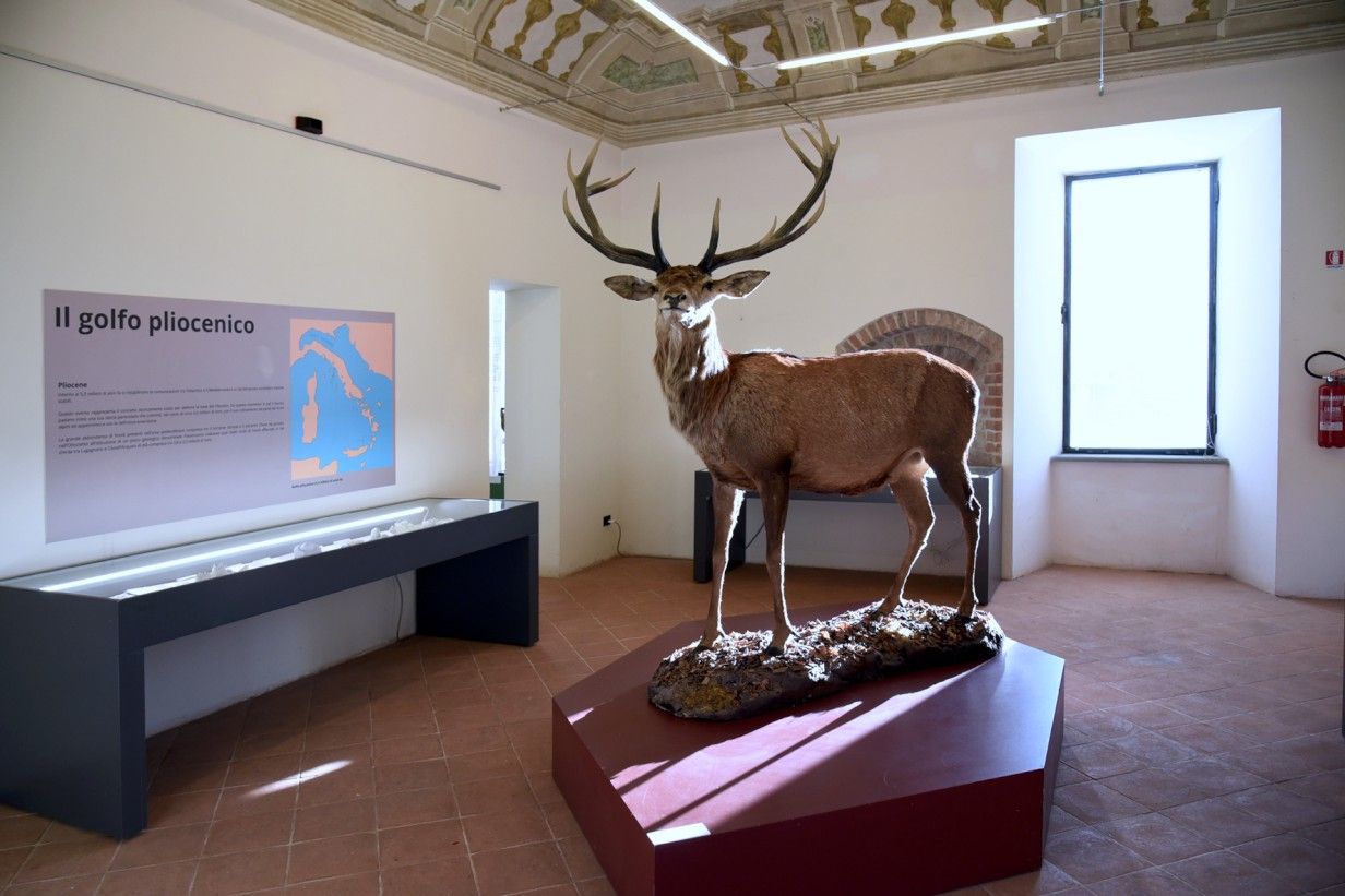 Piccolo Museo di Storia Naturale - FOTO DEL PAPA