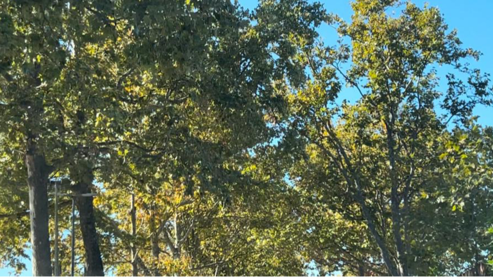 Cura del verde urbano, il Comune: «Non sono previsti abbattimenti»