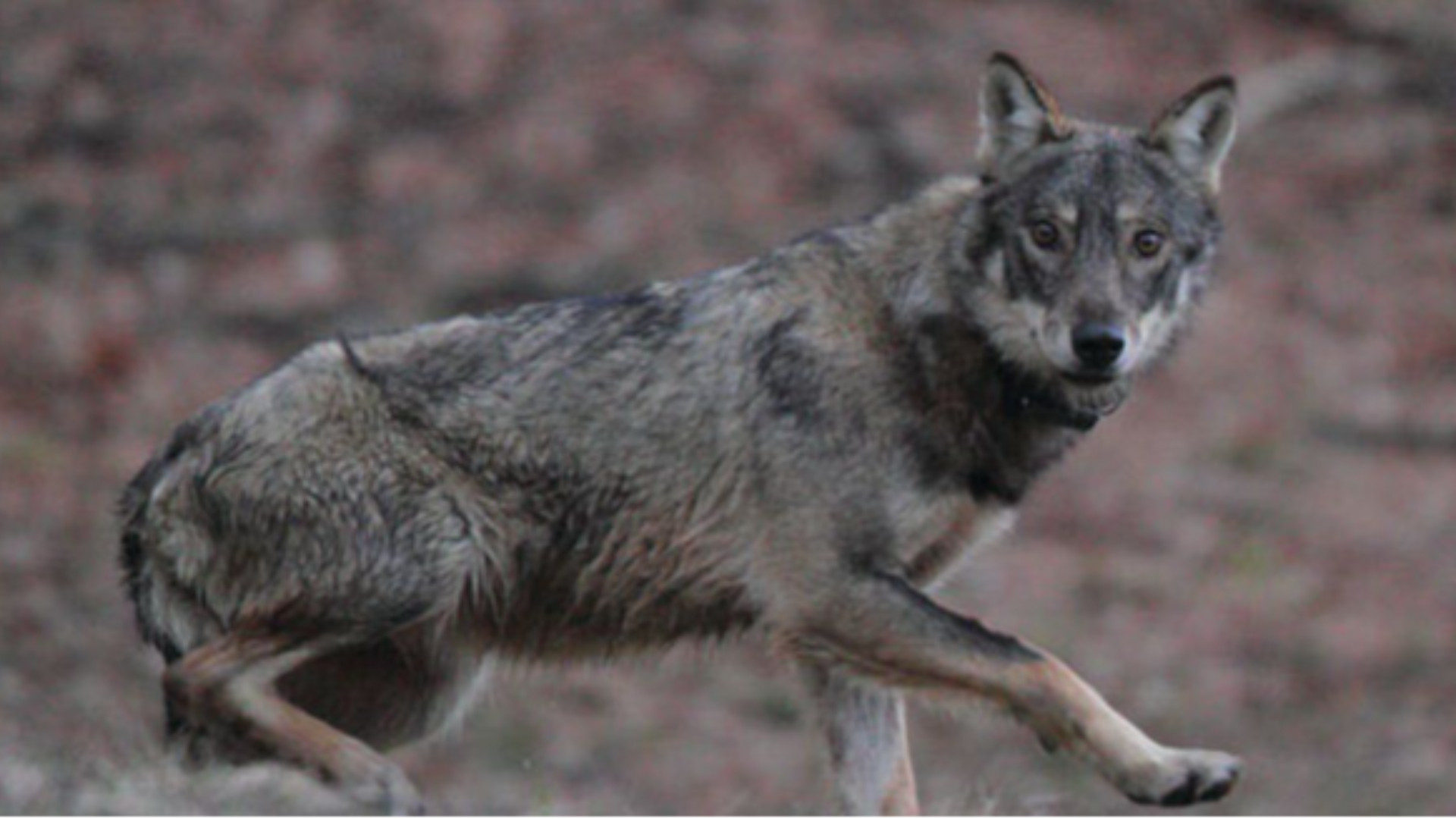 Lupi scorrazzano tra le case di Coli