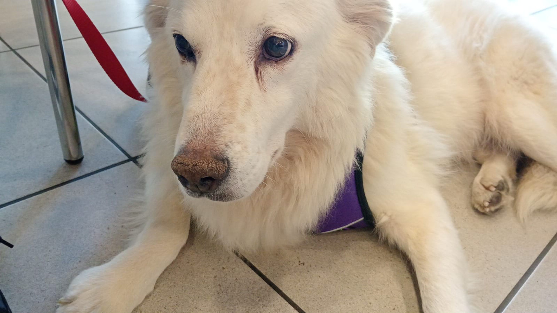 La maremmana Dafne non ce l'ha fatta. Angelo: Era il mio primo pensiero»