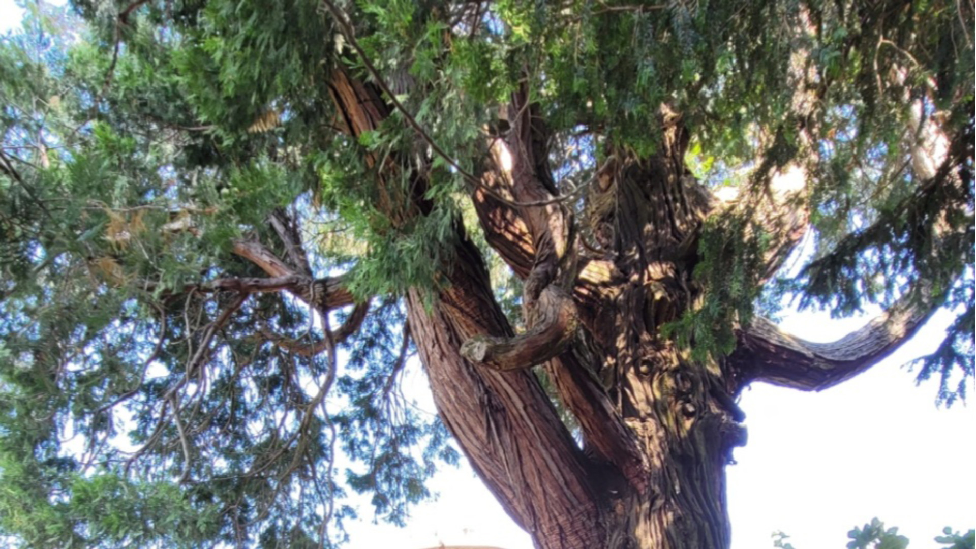 Cambia il profilo degli alberi, chi per la tinta e chi per i frutti