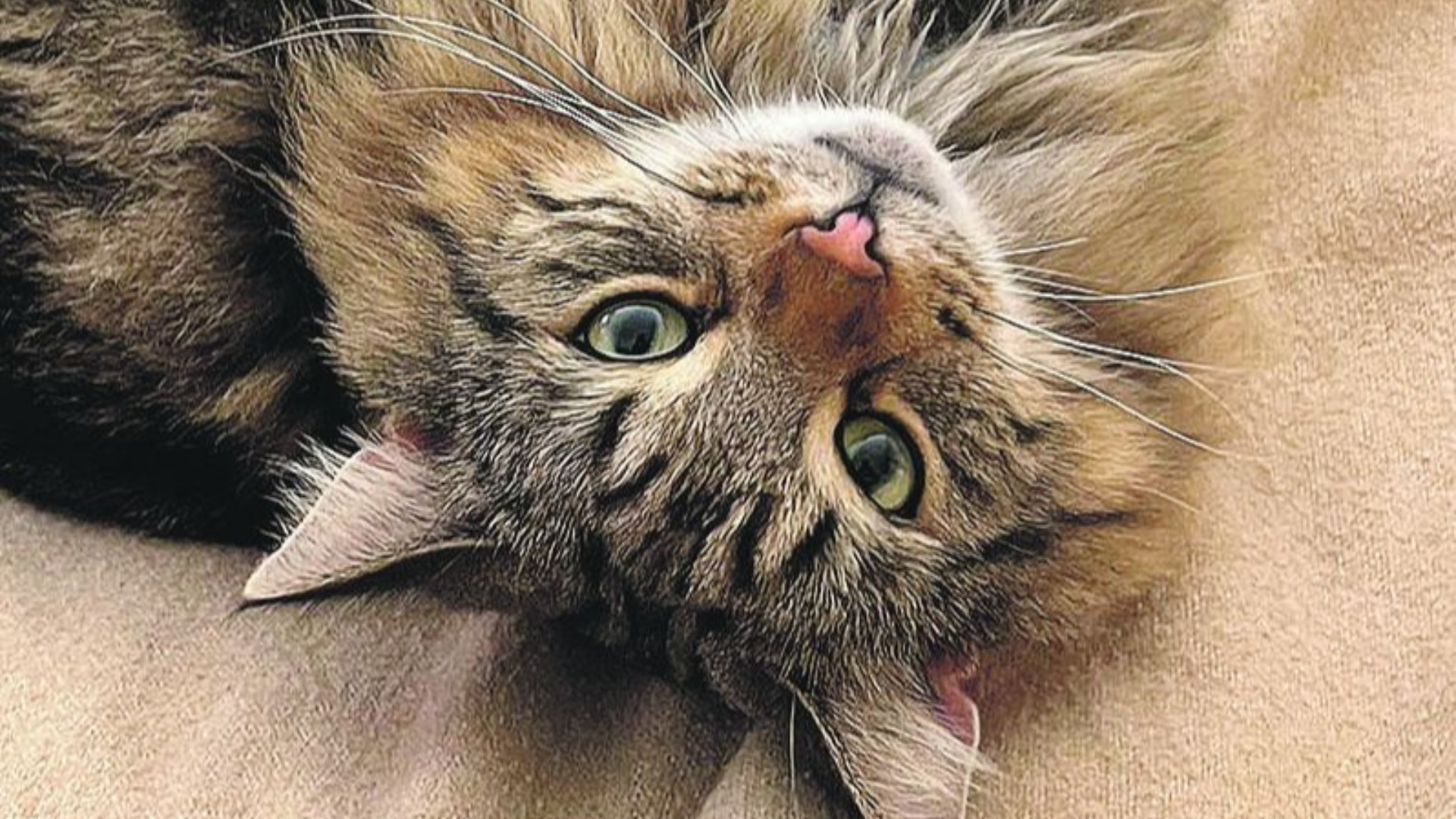 Cuori che fanno le fusa, nella Neurologia sono arrivati quattro gatti