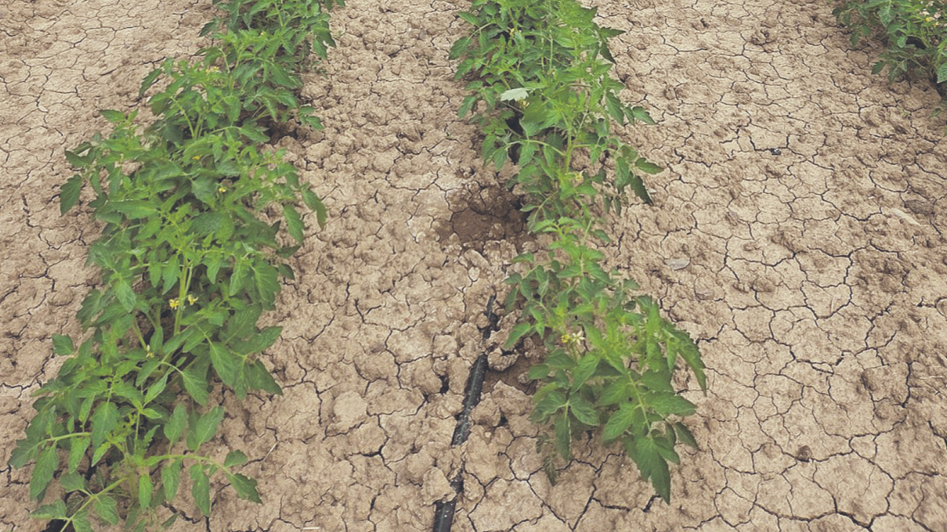 Terrepadane: una due giorni dedicata al Carbon farming